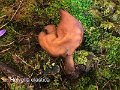 Helvella elastica-amf891